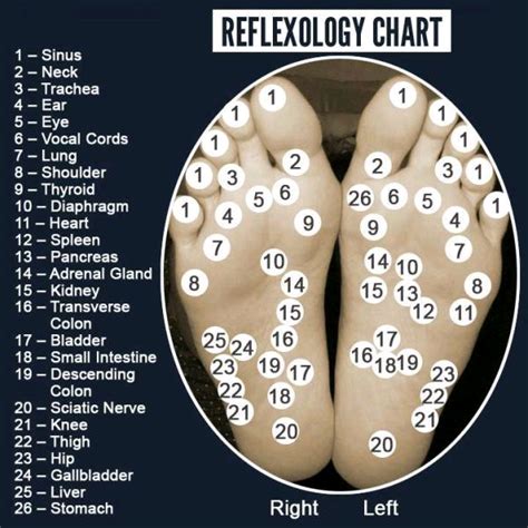 Pin By Gizmo On Dental Reflexology Reflexology Chart Reflexology Massage