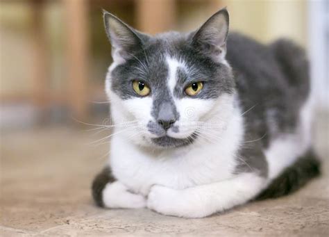 A Gray And White Shorthair Cat Sitting In A Loaf Position Stock Image