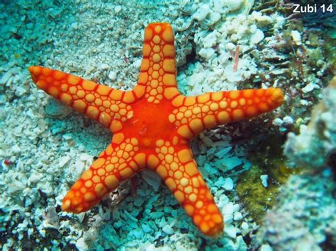 Echinoderms Starfish Brittle Star Sea Urchin Feather Star Sea