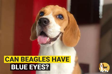 Can Beagles Have Blue Eyes Beagle Care