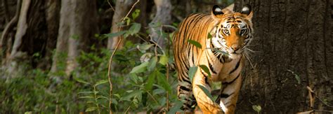A Complete Guide Bandhavgarh National Park