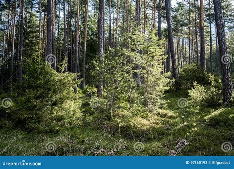 Fresh Young Trees Growing In A Pine Forest Stock Photo Image Of