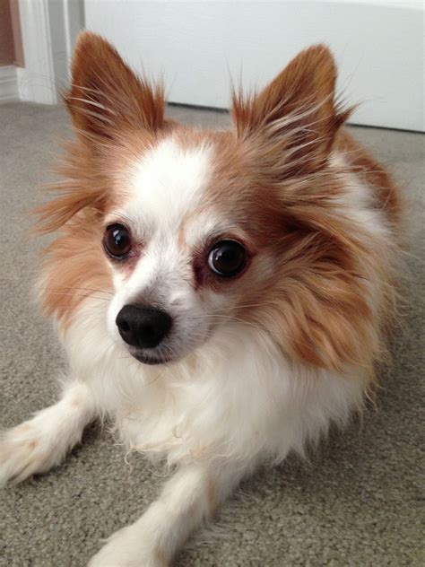 25 What Is A Long Haired Chihuahua Pic Bleumoonproductions