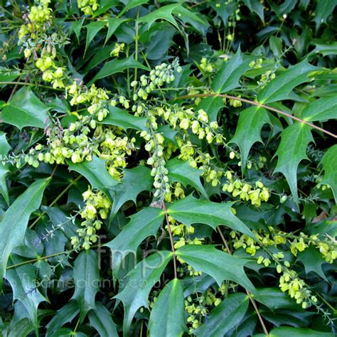 Mahonia Japonica Mahonia Information Pictures And Cultivation Tips