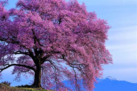 Purple Flowering Tree 4k Ultra Hd Wallpaper Background Image 7360x4912