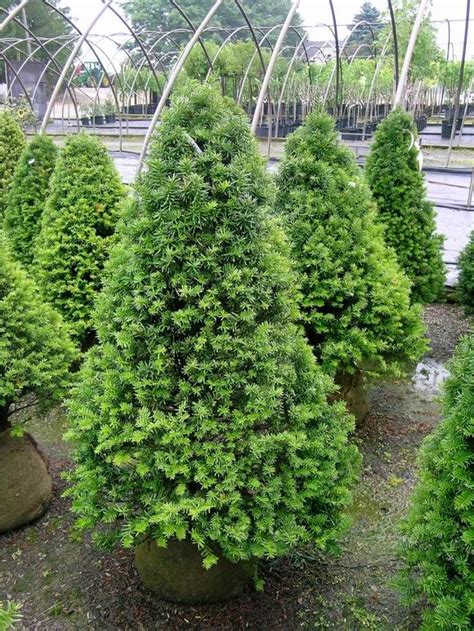 taxus cuspidata capitata pyramidal yew dry shade plants shade garden conifer garden