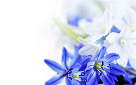 Blue White Flowers Wallpapers Pictures Photos Images
