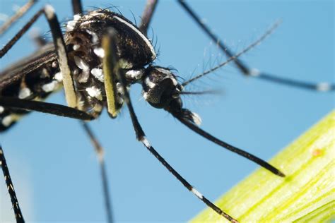 Early Threat Assessments Understated Asian Tiger Mosquitos Ability To