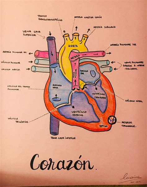 El Corazón Medical School Essentials Medicine Notes Medical Student