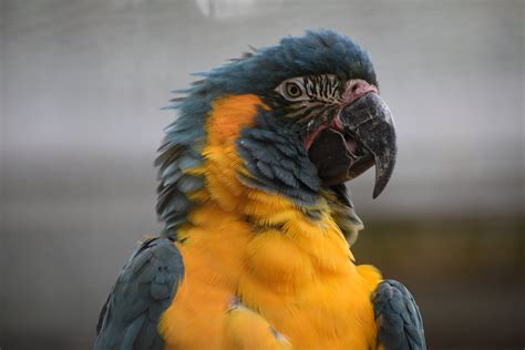 Blue Throated Macaw Ara Glaucogularis Zoochat