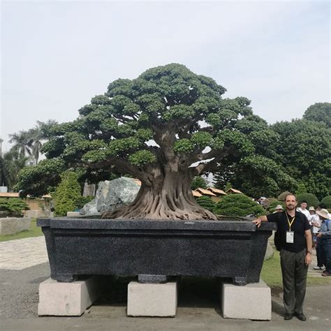 Called general sherman, the tree is about 52,500 cubic feet (1,487 cubic meters) in. The World's Largest Bonsai? | Bonsai Bark