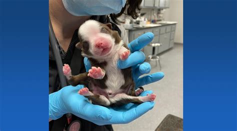 Miracle Puppy Born With 2 Tails And 6 Legs