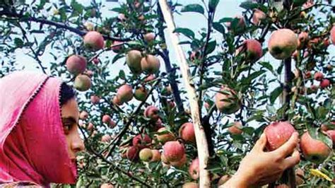 Dna Special Famed Kashmiri Apple Turns Sour For Its Growers And Traders