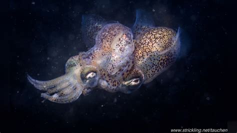 Sepiola Atlantica Atlantic Bobtail Squid