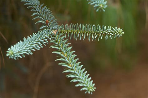 Seen Objects A Photoblog Cedar Needles