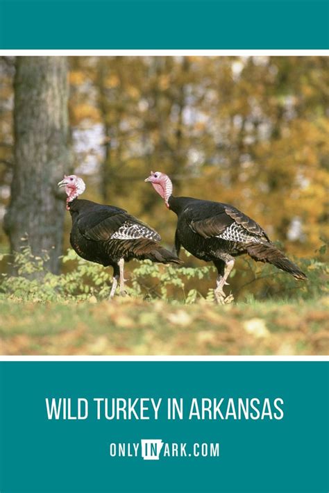 Wild Turkey In Arkansas