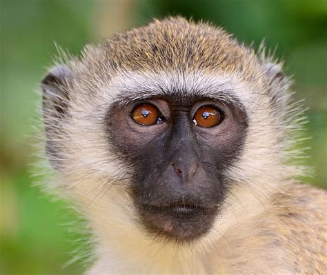 Vervet Monkey Taita Hills National Park Kenya Full Face On Flickr