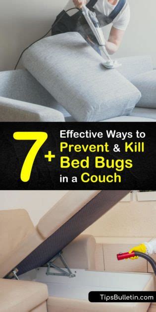 7 Effective Ways To Prevent And Kill Bed Bugs In A Couch