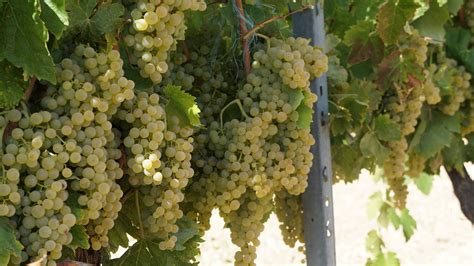 Trebbiano Toscano Ugni Blanc White Wine Grape Varieties