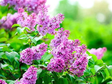 Top 10 Fragrant Plants For The Garden