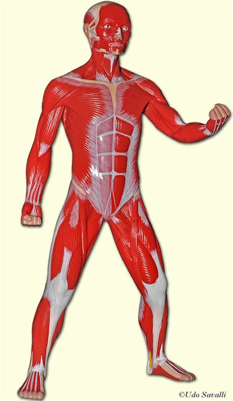 Bio201 Muscle Man