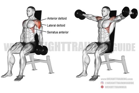 Seated Dumbbell Lateral Raise Instructions And Video WeightTraining Guide