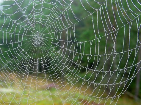 22 Stunning Spider Web Wallpaper Wallpaper Box