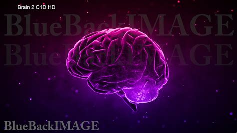 Stock Footage Brain Anatomy Human Body Idea Mind Concept Mental Brain 2