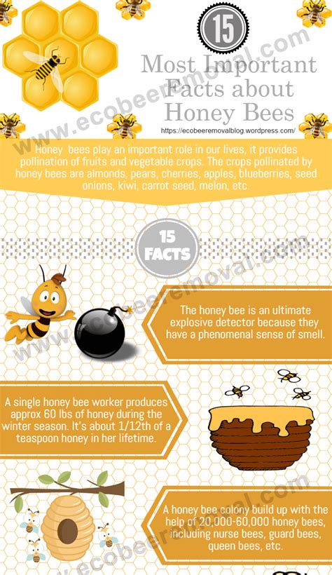 Know Some Important Facts About Honey Bees Visually Honey Bee