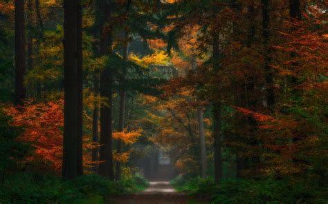 Nature Landscape Forest Fairy Tale Fall Path Trees