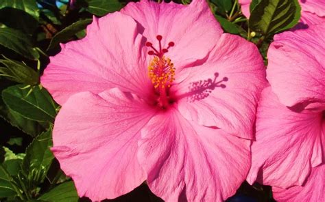 Seminole Pink Tropical Hibiscus 1 Gallon Shrub Tropical Tropical