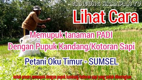 Cara Memupuk Padi Dengan Pupuk Kandang Kotoran Sapi How To