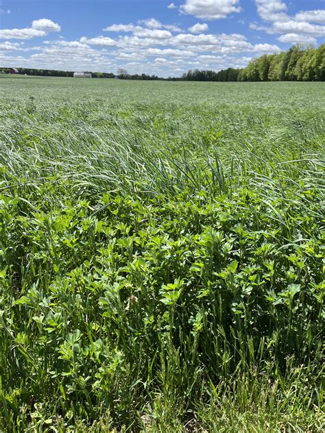 Adding Grasses To Alfalfa Enhancing Carbon Capture And Other Benefits