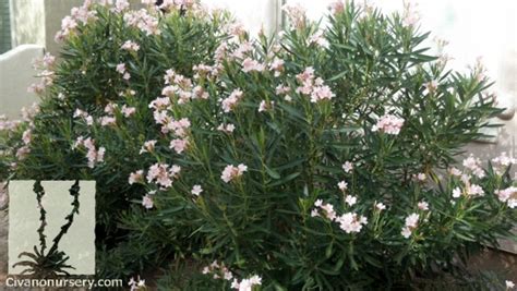 Dwarf Pink Oleander Nerium Oleander Petite Pink Civano Nursery