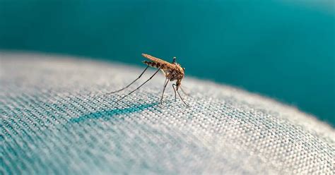 Can Mosquitoes Bite Through Clothes Myth Debunked Ecolifely