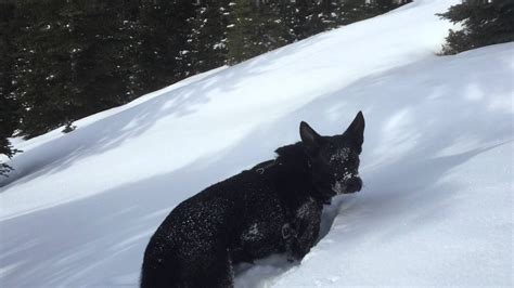 An Adventurous Black German Shepherd Ventures To The Snow Covered Rocky
