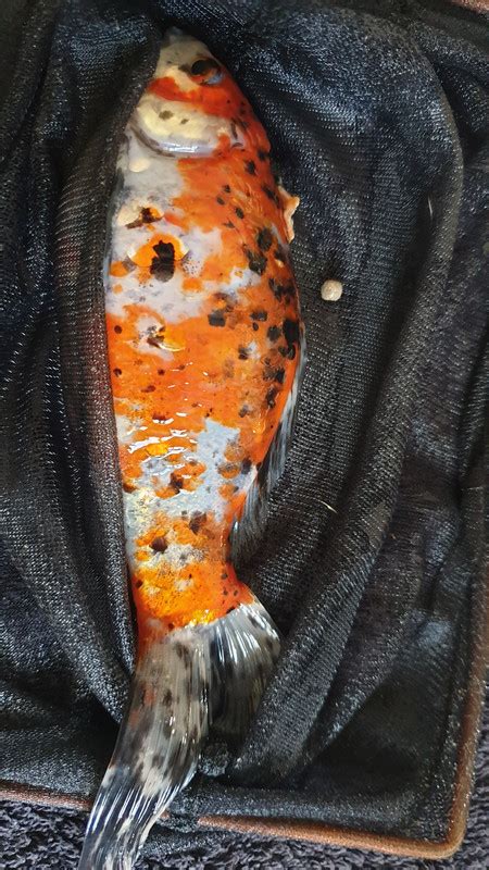 Koi Eating Another Fishs Tumor Fish Diseases And Parasites Forum