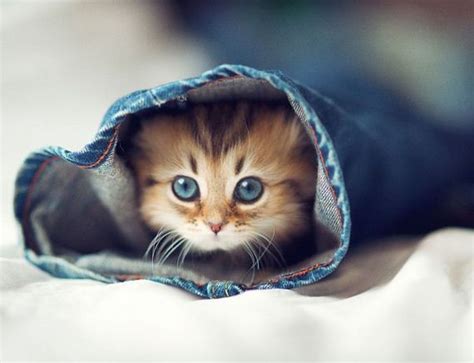 Very Cute Kitten Barnorama