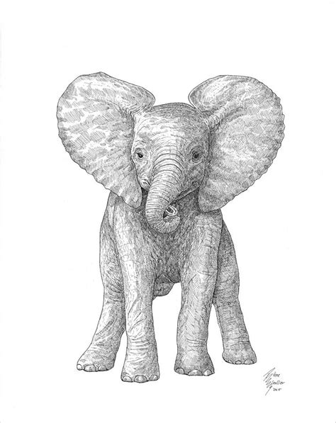 Baby Elephant Drawing By Rene Soullier Fine Art America
