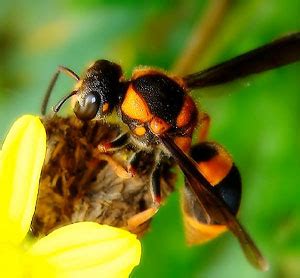 A wasp sting can cause severe reactions to people who are allergic to the poisonous substance injected by these insects' gasping for air. Home Remedies for Wasp Stings