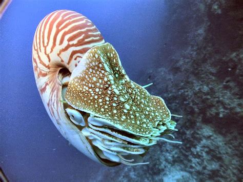 255 Best Images About Nautilus And Shells On Pinterest