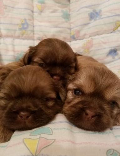 Get healthy pups from responsible and professional breeders at puppyspot. Shih Tzu Puppies for Sale in Belleville, Michigan Classified | AmericanListed.com