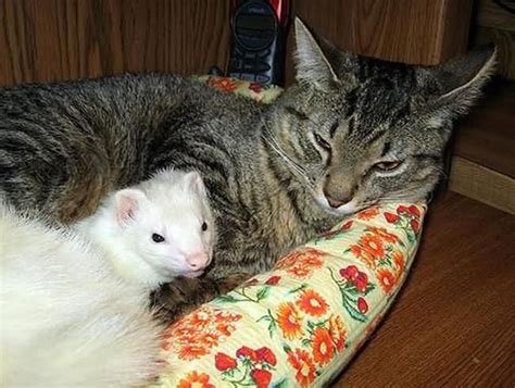 Cat And Ferret Unusual Animal Friendships Unlikely Animal Friends