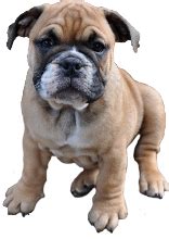 Maybe you would like to learn more about one of these? Alternativ Bulldog Scherzer Hundezucht - English Bulldog ...