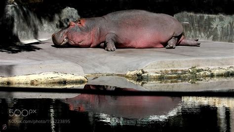 Hippo Sweat By Redbug Kevin Seawrights Wordpress Blog