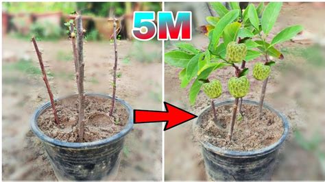 How To Propagate Sugar Apple Trees By Banana Twigs Youtube