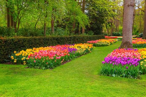 Breathtaking Colorful Fresh Tulips In Keukenhof Park Netherlands