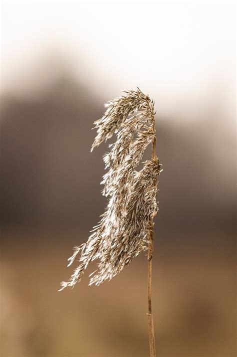 Reed Grass Plant Marsh Free Photo On Pixabay Pixabay