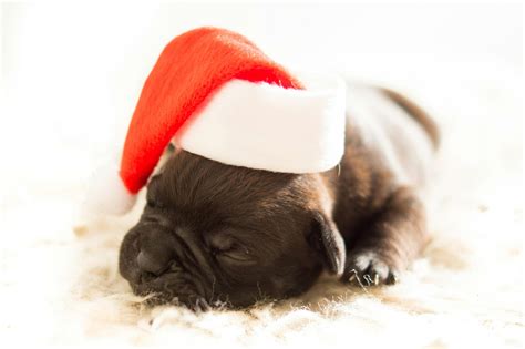 Free Stock Photo Of Bulldog Christmas Dog