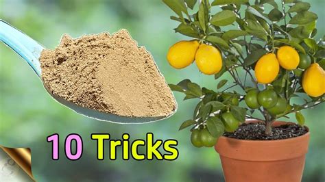 10 Tricks To Grow Lots Of Lemons How To Grow Lemon Tree In Pot